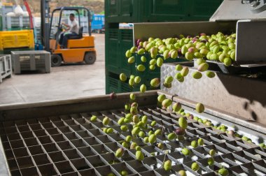 Temizleme ve yıkama zeytin