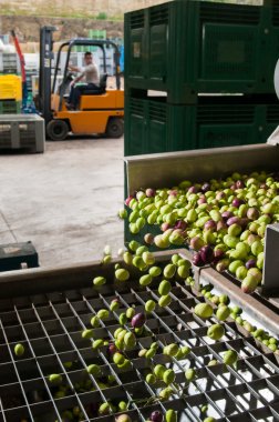 Temizleme ve yıkama zeytin