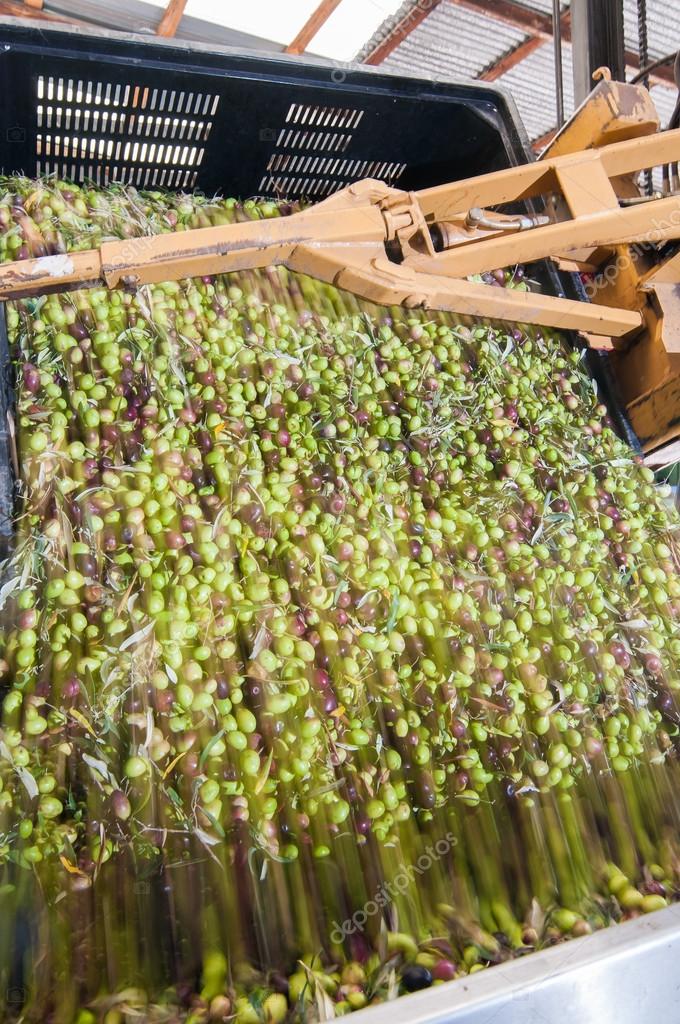 Olive bin forklift Stock Photo by ©siculodoc 91411366