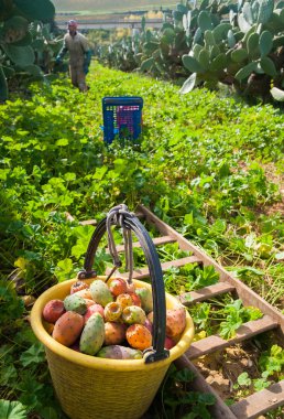 Hasat zamanı Sicilya
