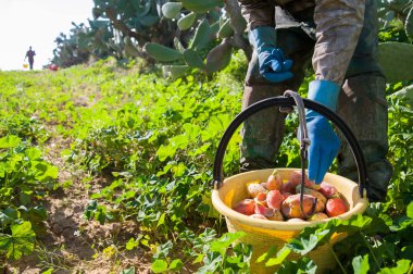 Hasat zamanı Sicilya