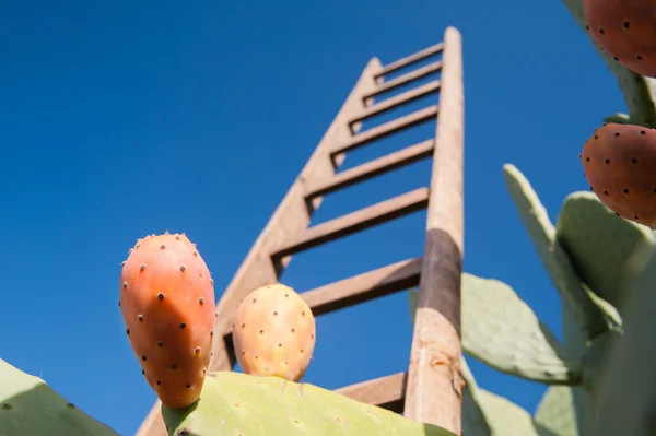 Harvest time in Sicily — Stock Photo, Image