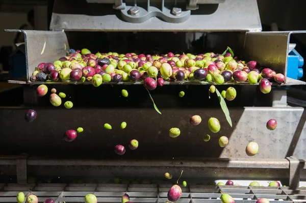 Pulizia e lavaggio delle olive — Foto Stock
