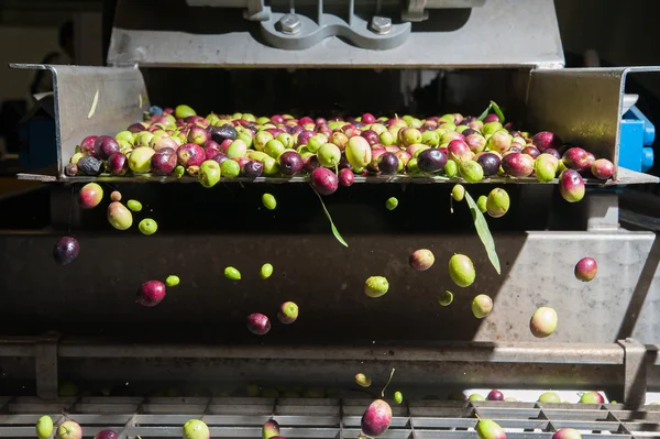 Limpeza e lavagem de azeitonas — Fotografia de Stock