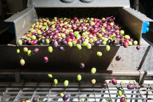 Limpieza y lavado de aceitunas — Foto de Stock