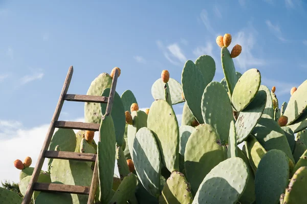 Prickly pears picking — Stock Photo, Image