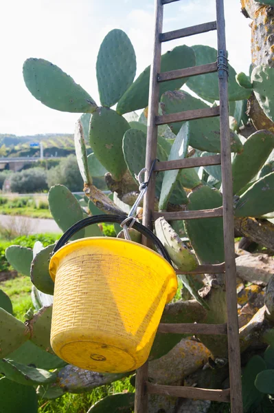 Prickly pears picking — Stock Photo, Image