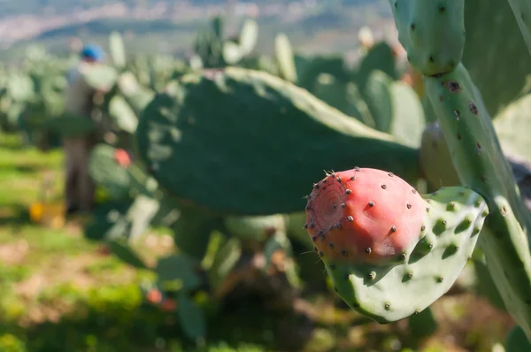 Prickly pears picking — Stock Photo, Image