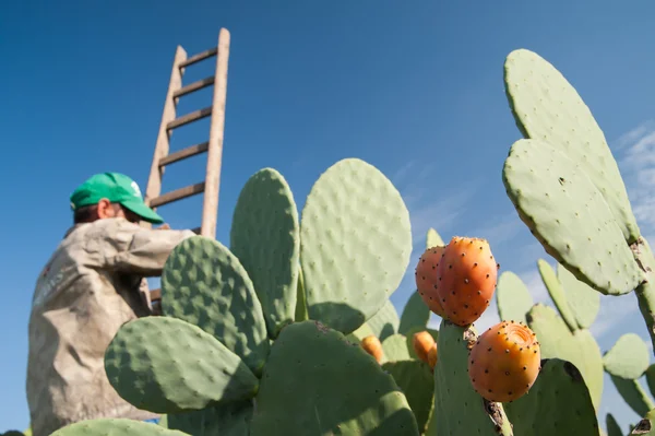 Picking time of prickly pears — Stock Photo, Image