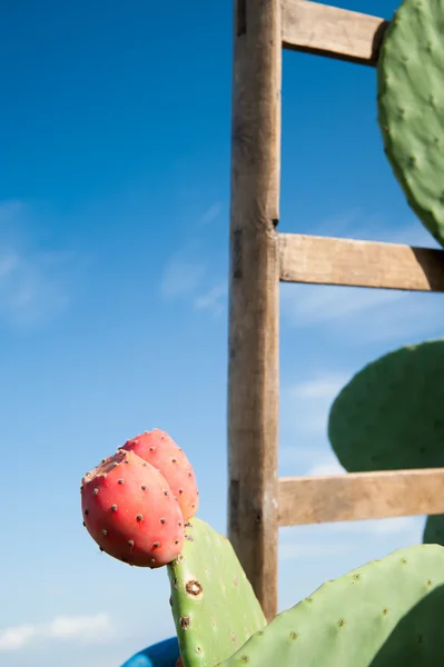 Picking time of prickly pears — Stock Photo, Image