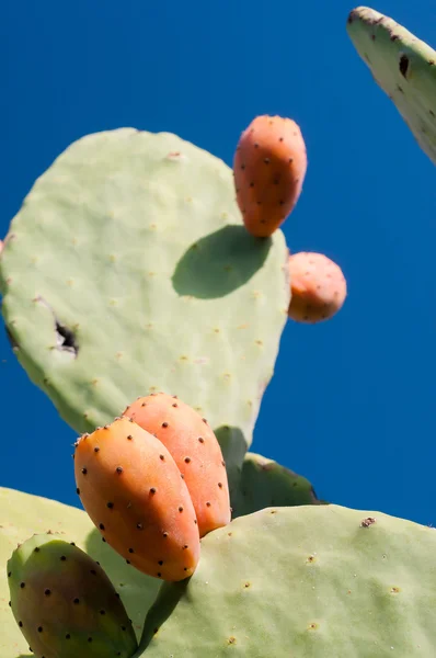 Picking time of prickly pears — Stock Photo, Image