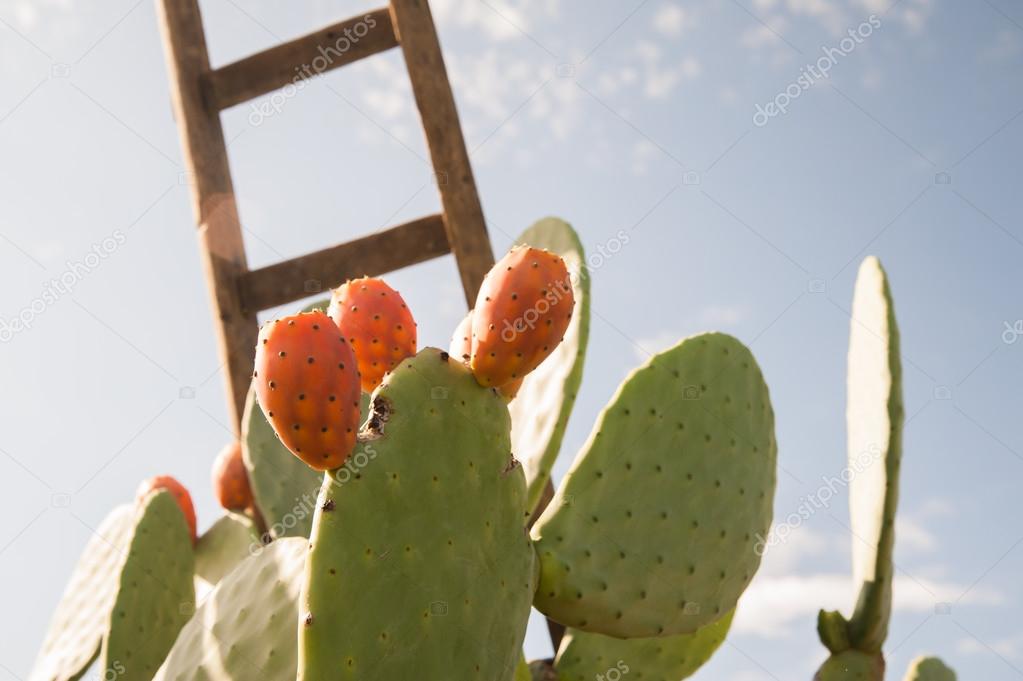 Picking time of prickly pears