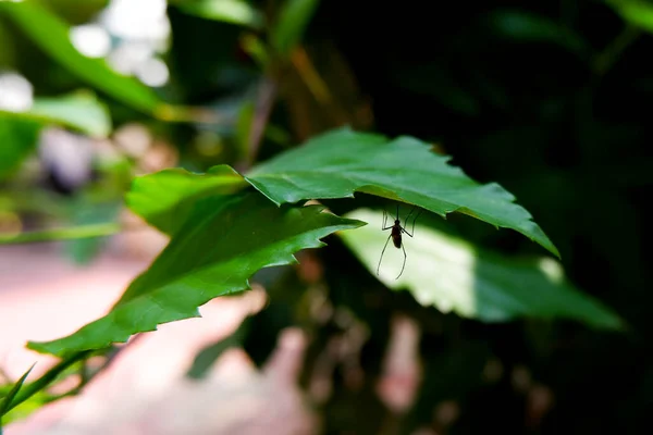 Tiro Mosquito Isolado Folhas Verdes Jardim — Fotografia de Stock