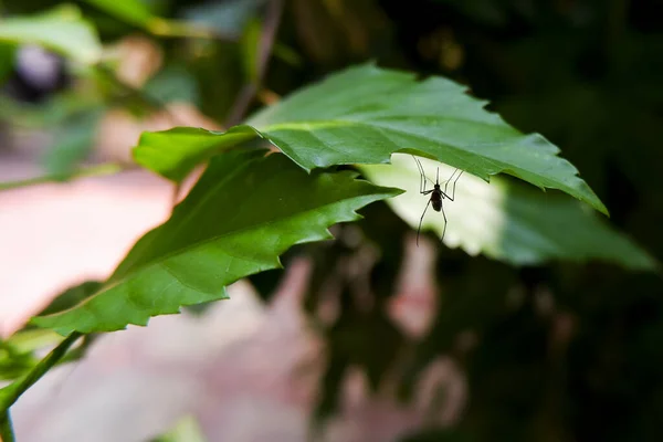 Tiro Longo Mosquito Isolado Folhas Verdes Jardim — Fotografia de Stock