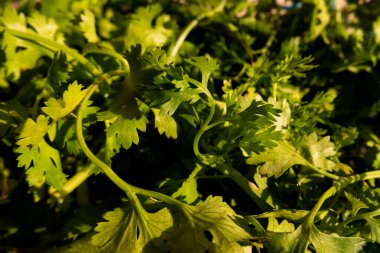 Yakın çekim taze kişniş yaprakları sepette izole.