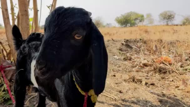 印度黑山羊站在田野里吃东西的近景 — 图库视频影像