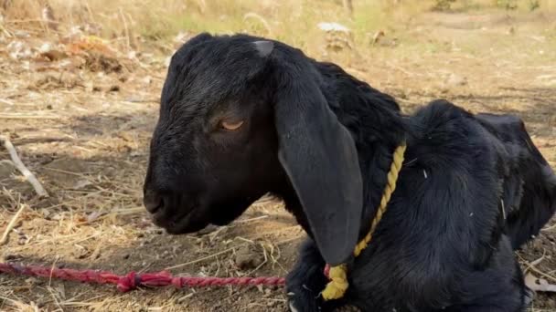 印度山羊坐在田里吃东西的近景 — 图库视频影像