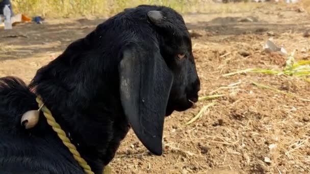 黑山羊在田里吃的特写镜头 — 图库视频影像
