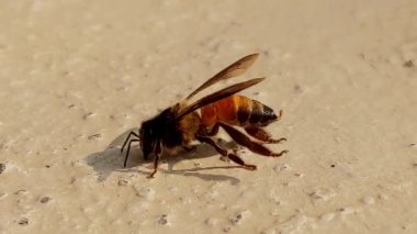 Sabah güneşinde izole edilmiş bal arısı böceğinin yakın görüntüsü