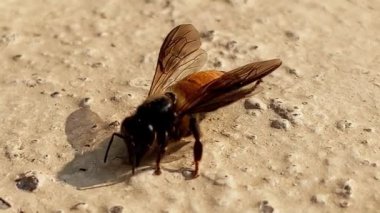 Krem rengi arka planda izole edilmiş bal arısının yakın görüntüsü