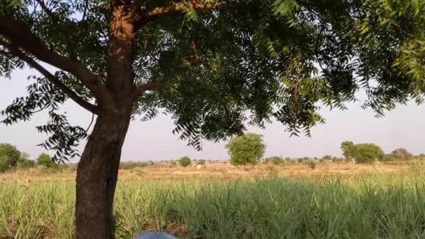 Copac Neem Proaspăt Izolat Câmpul Culturilor Trestie Zahăr — Videoclip de stoc