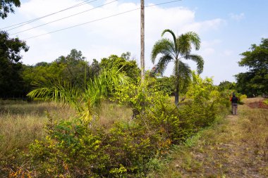 Doğada tecrit edilmiş insan görüntüsü Kalaburagi, Karnataka, Hindistan-Aralık 01.2020