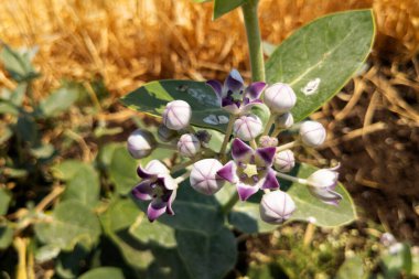 Bitki üzerinde izole edilmiş Calotropis dev lavanta çiçeği manzarası
