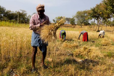 Hint çiftçileri tarlada buğday hasadında çalışıyorlar Kalaburagi, Karnataka, Hindistan-12 Şubat 2021