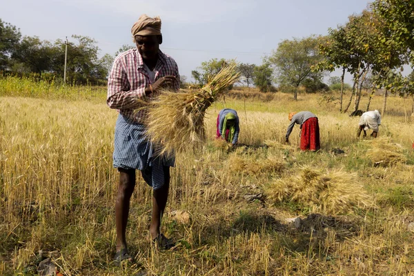 Indiase Boeren Die Werkzaam Zijn Teelt Van Tarwegewassen Het Veld — Stockfoto