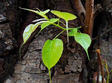 Banyan ağaçlarının yakından çekilmiş taze yeşil yaprakları ağaç gövdesinde izole edilmiş.