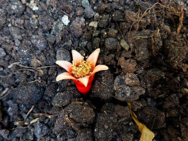 Small Pomegranate Bud Isolated Soil Background — Stock Photo, Image