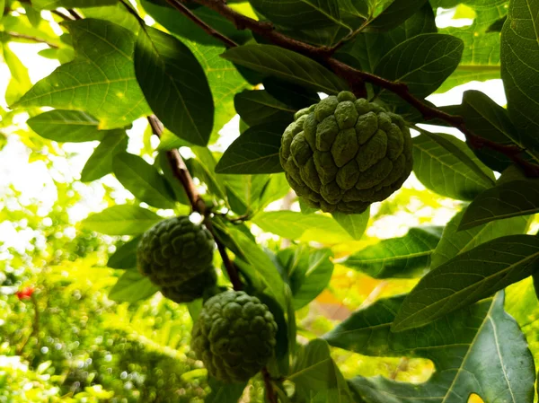 Uma Planta Fresca Maçãs Creme Isolado Jardim Casa — Fotografia de Stock