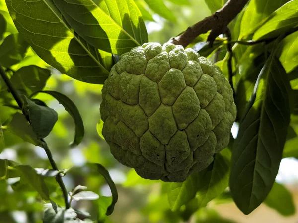 Tiro Próximo Maçã Creme Fresco Isolado Planta Verde Jardim — Fotografia de Stock