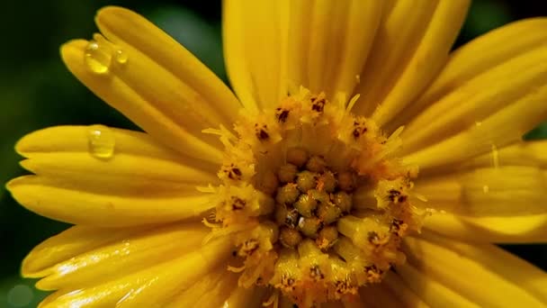 Blick Von Oben Auf Frische Winzige Gelbe Blume Windbewegung Garten — Stockvideo