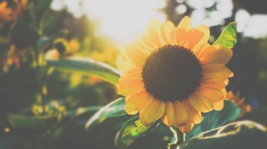 Güzel doğa, güneş ışığını ve çiçek açan ayçiçeğini kapatır. Duvar kâğıdı doğa arka planı..