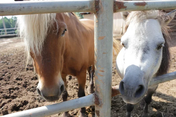 Dois cuties — Fotografia de Stock