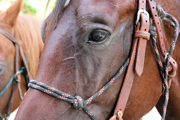 Close up — Stock Photo, Image