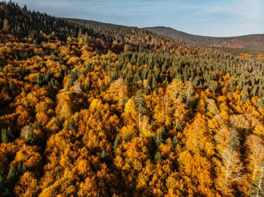 Sonbahar orman manzarası yukarıdan görünüyor. Renkli doğa geçmişi. Sonbahar ormanı insansız hava aracı görüntüsü. Kuş bakışı bir düşüş manzarası. Sarı ve turuncu yapraklı ağaçlar.