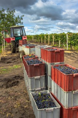 Üzüm hasat mevsiminde üzüm bağlarında toplanan çeşitli üzümlerle dolu eski traktör römorku. Sonbaharda tatlı organik sulu üzüm bağlarının ayrıntıları. Üzüm hasadı kavramı. Güney Moravya 'da tarım..