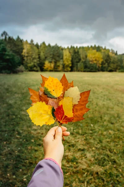 Mão Segurando Belas Folhas Coloridas Outono Floresta Fundo Outono Cores — Fotografia de Stock