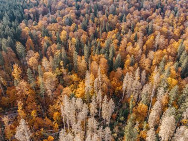 Sonbahar orman manzarası yukarıdan görünüyor. Renkli doğa geçmişi. Sonbahar ormanı insansız hava aracı görüntüsü. Kuş bakışı bir düşüş manzarası. Sarı ve turuncu yapraklı ağaçlar..