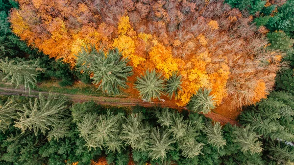 Падіння Лісового Пейзажу Зверху Барвистий Фон Природи Осінній Ліс Вид — стокове фото