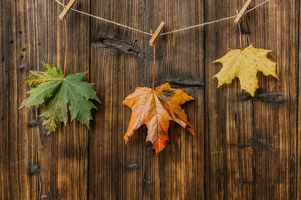 Красивые красочные листья клена на темно-коричневом деревянном фоне. Осенние яркие цвета. Крупным планом кленового листа верхний вид скопировать пространство для текста. Осеннее осеннее знамя. Сезонное художественное оформление. — стоковое фото