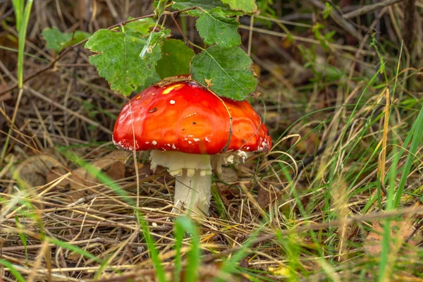 Amanita muscaria connu sous le nom de champignon agarique mouche. Tabouret de crapaud aux champignons rouges empoisonnés dans la forêt. Champignons ayant une expérience hallucinogène. Plan à angle bas. Automne fond naturel. — Photo