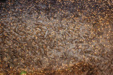 Çamurda fotokopi alanı olan bir sürü ayakkabı izi. Çamurda ayak izleri. Yağmurlu hava arka planı. Orman yolunda ayak izi. Ayak izleri olan kirli, ıslak yaya yolu, sonbahar fotoğraf dokusu
