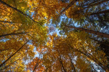 Sonbahar renkli ağaçlar. Ilık sonbahar güneşi altın ağaçların tepelerinde parlıyor güzel mavi gökyüzü ile. Sonbahar doğal manzarası. Güzel sonbahar konsepti fotokopi alanı. Aşağıdan ağacın tepesinden