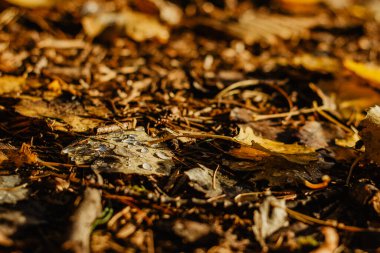 Sarı yaprakların üzerine güzel şeffaf yağmur damlaları. Doğal yağmur damlaları. Yağmurlu hava. Yağmurun seçici odak noktasından sonra sonbahar detayları.