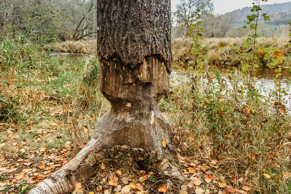 Bobr Žvýká Strom Bobři Ničí Čechách Bobři Pracují Bobr Kácí — Stock fotografie