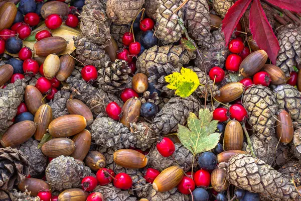 Autunno Autunno Sfondo Colorato Varietà Frutta Autunnale Ghiande Coni Prugne — Foto Stock