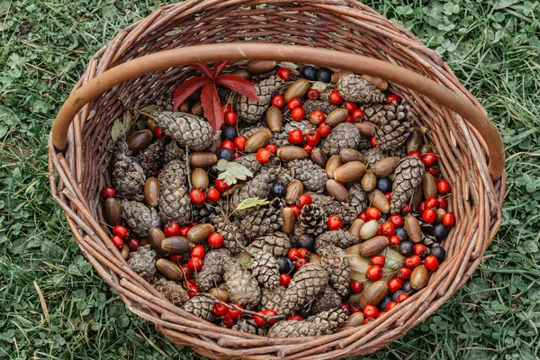 Autunno Autunno Sfondo Colorato Varietà Frutta Autunnale Ghiande Coni Prugne — Foto Stock